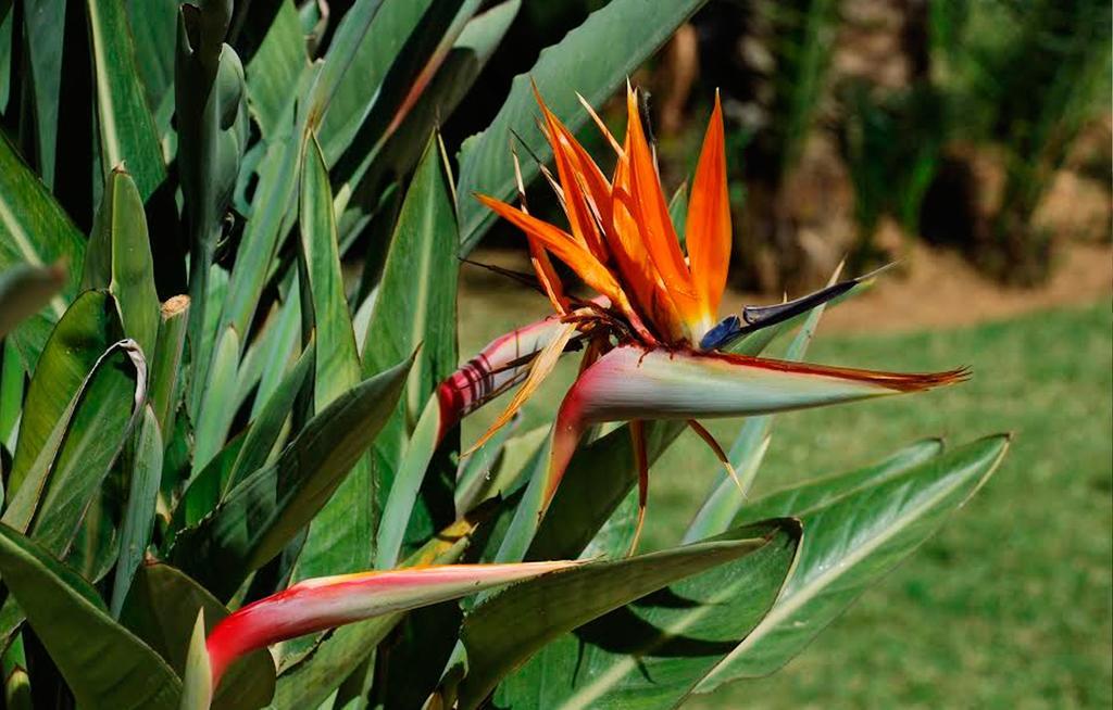 Atico De Jardines Lejlighed Dénia Værelse billede